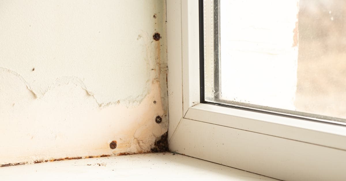 Visible mold growth on drywall following water damage